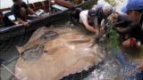 River Monsters: Mother of All River Monsters?