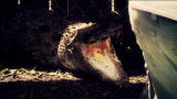 Swamp Wars: One Aggressive Crocodile