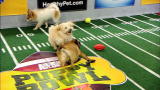 Puppy Bowl VI: Unnecessary Ruff-Ruff-Ruffness