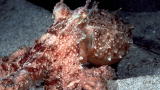 Animal Planet Videos: