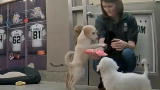 Puppy Bowl IX: Puppy Cam: Playtime with Staff
