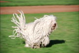 Mop dog breeders