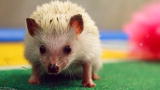 Game Day Revisited: Puppy Bowl IX: A Year of Excessive Cuteness