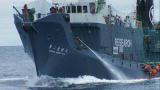 Whale Wars: Stern Line Strategy Backfires?