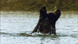 Mutual of Omaha's Wild Kingdom: Vicious Otter Battle