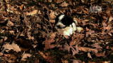 Too Cute!: Havenese Pups Romp Through the Leaves
