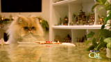 Housecat Housecall: Midas