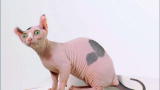 Cats 101: Dwelf