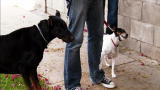 It's Me or the Dog: Nervous Walkers