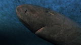 Top 10 Odd Animal Couples: Sharks & Crustaceans