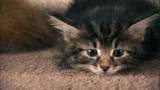 Cats 101: Kurilian Bobtail