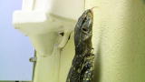 Swamp Wars: Monitor Lizard Trapped in Bathroom