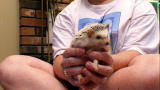 Pets 101: Hedgehogs