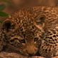 Mutual of Omaha's Wild Kingdom: Leopard Raises Her Cubs