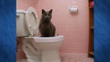 Must Love Cats: Potty Trained Kitty