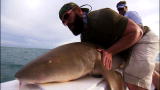 Off the Hook: Extreme Catches: Reeling in a 7 Foot Shark