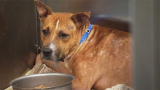 Pit Bulls and Parolees: NBA Puppy Rescue!