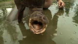 Call of the Wildman: How to Catch a Turtle