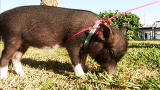 Most Outrageous: Millie the Pig