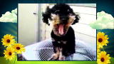 America's Cutest Dog: Staying Cool