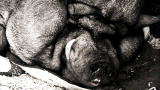Weird True & Freaky: Morbidly Obese Pig