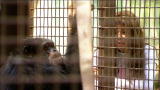 Michael Jackson and Bubbles: La Toya and Bubbles Meet Again