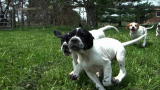 Dogs 101: Pointer