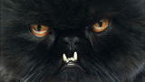 Weird True & Freaky: Cat with the Golden Fangs