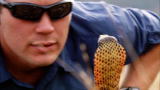 Wild Recon: Rinkhals Cobra Spits Venom