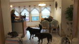Confessions: Animal Hoarding: Angie