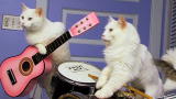 Must Love Cats: Hard Rockin' Cats