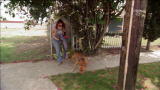 Pit Bulls & Parolees: Come and Get Me
