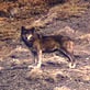Mutual of Omaha's Wild Kingdom: Howling With a Wolf