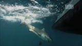 Deleted Scenes from River Monsters