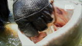 River Monsters: Jeremy Wade Goes Handfishin'