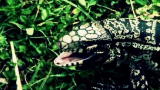 Swamp Wars: Tegu Bites Off Finger