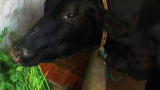 Weird True & Freaky :Self-Milking Cow