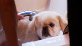 It's Me or the Dog: Tackling Bath Time