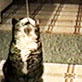 Planet's Funniest Animals: Italian Cat