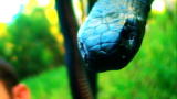 Wild Recon: Red-Bellied Black Snake