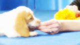 Puppy Bowl VI: Making of Puppy Bowl: The Animals