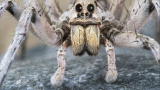 Freak Encounters: Monster Spider