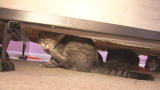 Confessions: Animal Hoarding: Stacy