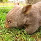 Wombat Rescue
