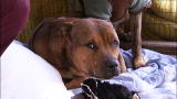 Pit Bulls & Parolees: Pits and Porcupines