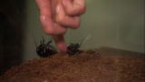 My Extreme Animal Phobia: Woman Pets a Cockroach