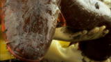 River Monsters: Lassoing an Electric Eel