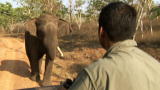 Mutual of Omaha's Wild Kingdom: An Elephant Roadblock