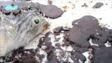 Jeff Corwin Reports from the Gulf: Black Beaches