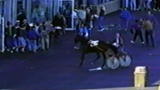 Untamed and Uncut: Horse Charges Into Crowd